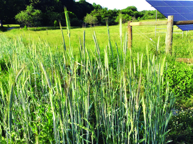 Winter Cover Crops For Vegetable Gardens Mother Earth News